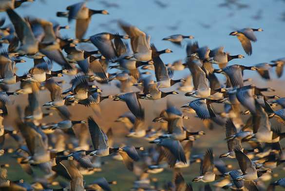 Французы уничтожат более миллиона уток | Русская весна