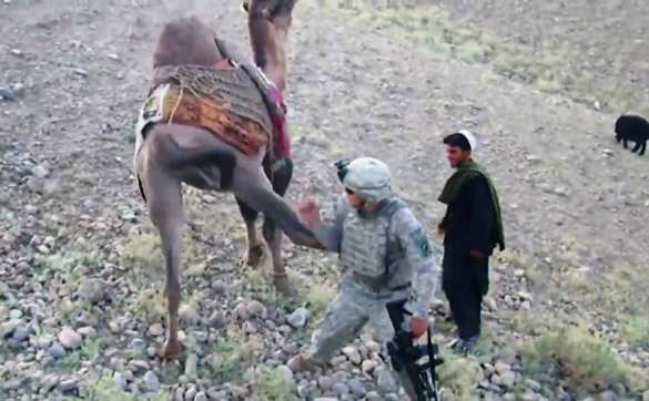 В Афганистане американский военнослужащий впервые пострадал от верблюда (ВИДЕО) | Русская весна