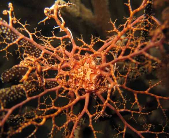 На пляже Сиамского залива нашли морского «монстра» с сотней щупалец (ВИДЕО) | Русская весна