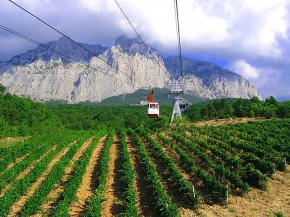 В Крыму процветает виноделие, — британские СМИ | Русская весна