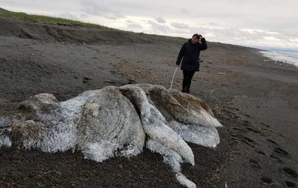 Выброшенный на берег «волосатый монстр» испугал жителей Камчатки (ФОТО, ВИДЕО) | Русская весна