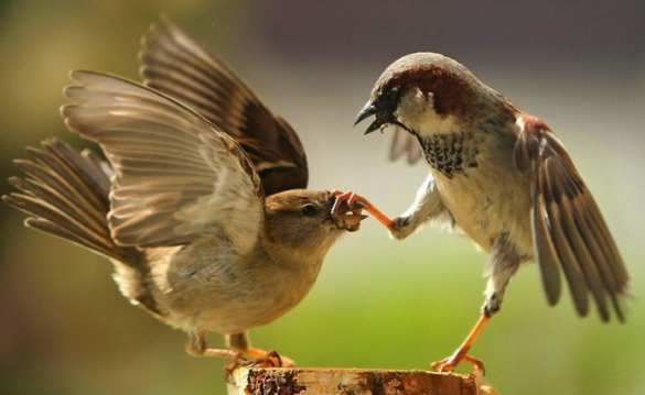 «Это жесть»: Скандальный нардеп посоветовал украинцам ловить воробьев и продавать почки, чтобы оплатить коммуналку (ВИДЕО) | Русская весна