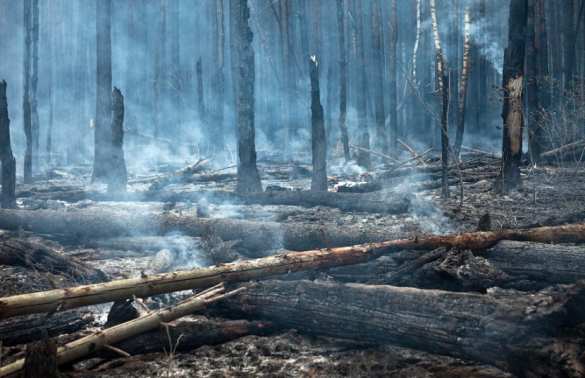 «Ничего хорошего»: прогноз Рослесхоза на 2020 год  | Русская весна