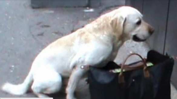 Очередной фейк в украинских СМИ: Одна и та же сумка со взрывчаткой в разных городах (ВИДЕО А. Шария) | Русская весна