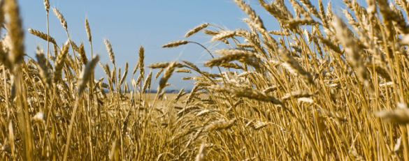  Экспорт пшеницы из России вырос на 20% | Русская весна