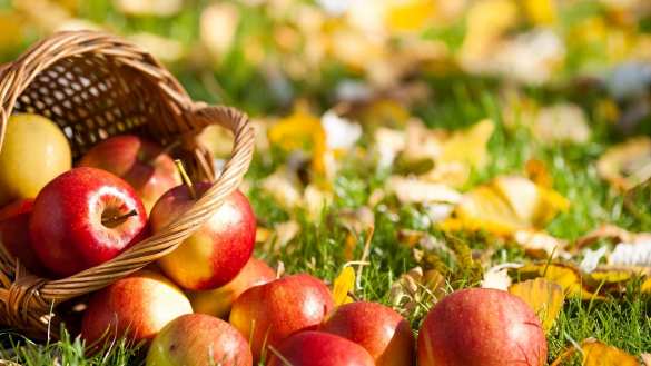 Неожиданно: Белоруссия продала в Россию в пять раз больше яблок, чем собрала | Русская весна