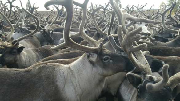 Танцующие олени — чарующие кадры из глубин русского севера (ВИДЕО) | Русская весна