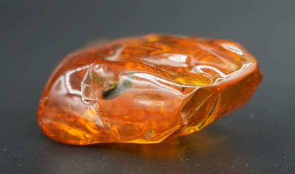 Уникальный янтарь с доисторической флорой и фауной впервые выставят на аукцион в Калининграде (ФОТО) | Русская весна