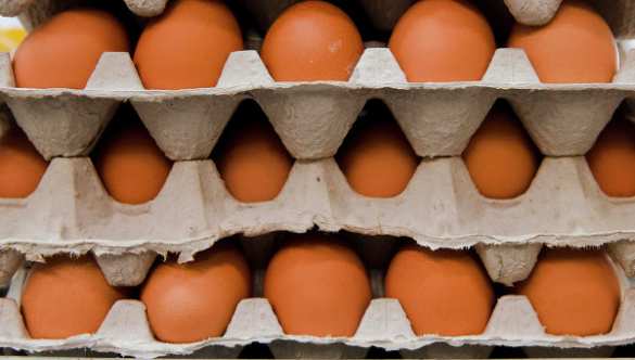 Израиль приостановил импорт яиц из Украины: в них найдены сальмонеллы | Русская весна