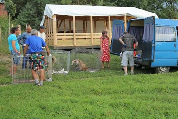 Человечность на войне: в Подмосковье привезли питомцев донецкого приюта для бездомных животных | Русская весна