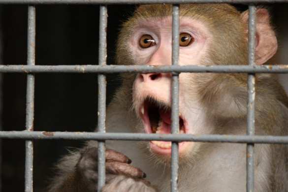 Российские таможенники задержали обезьян на границе с Украиной (+ФОТО, ВИДЕО) | Русская весна