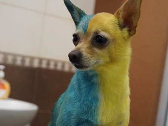 Украинка покрасила собаку в желто-синий цвет из любви к родине | Русская весна