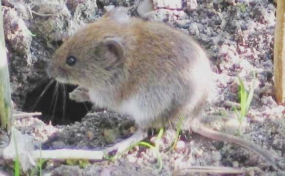 Пьющие полевки бросают трезвых мышей, чтобы уйти к алкоголикам | Русская весна