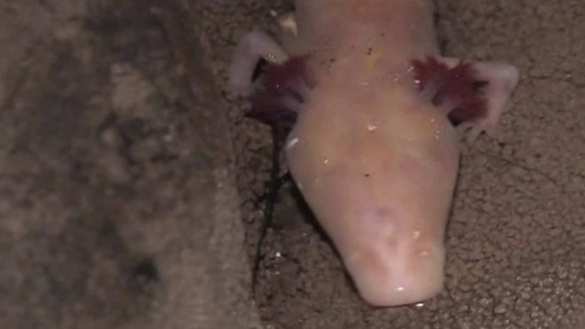 30 новых видов животных найдено в пещерных озерах Хорватии (ФОТО) | Русская весна