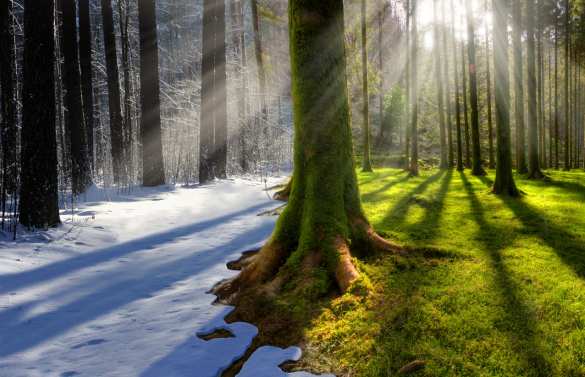 Какая будет погода на Рождество? — большую часть России накрыло аномальное тепло | Русская весна