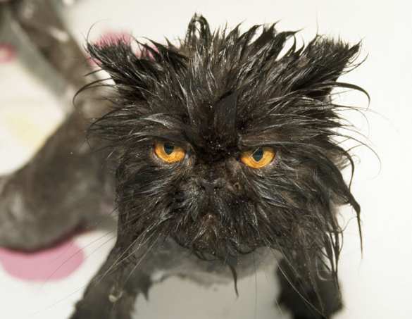 Между Москвой и Минском пробежала «чёрная нефтяная кошка» | Русская весна