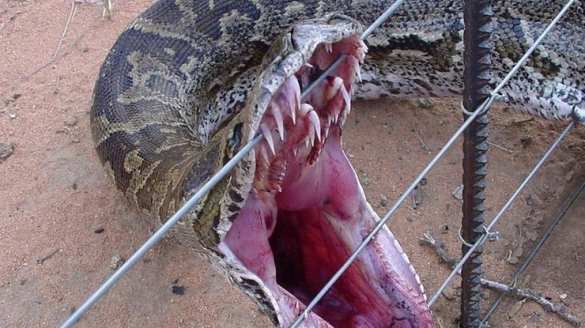 Огромная змея рухнула в спортклуб через потолок (ФОТО) | Русская весна