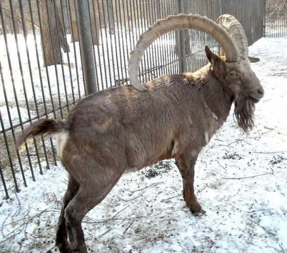 У Украины нет денег на зоопарки | Русская весна