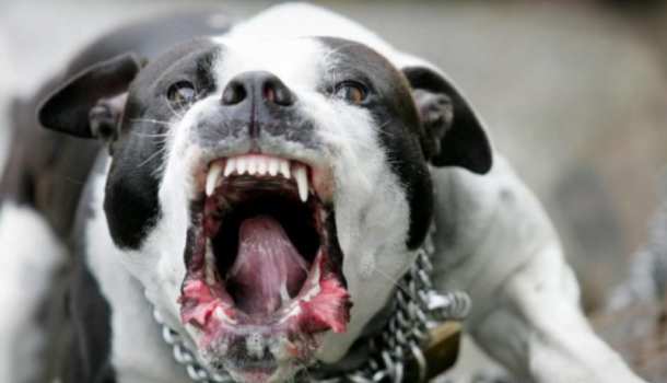 Питбуль порвал вопящих полицаев в Полтаве, спасая хозяина от мобилизации (ВИДЕО) | Русская весна