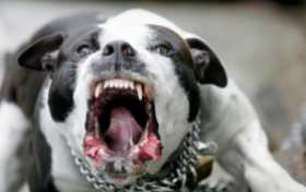 Питбуль порвал вопящих полицаев в Полтаве, спасая хозяина от мобилизации (ВИДЕО) | Русская весна